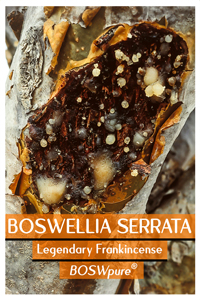 Boswellia Brouchure