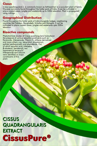 Cissus Quadrangularis Extract